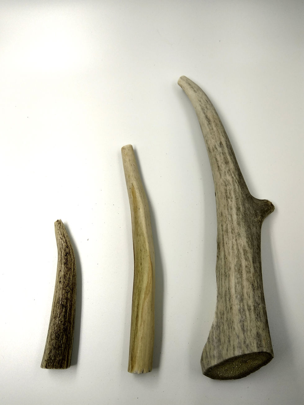 Thumbnail: Deer Antler