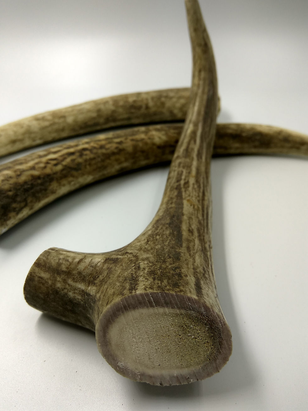 Thumbnail: Deer Antler