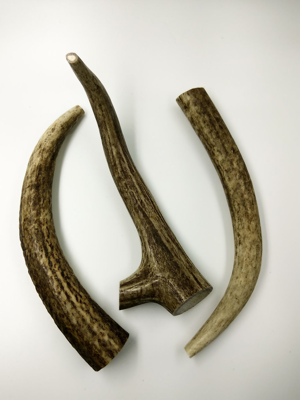 Thumbnail: Deer Antler