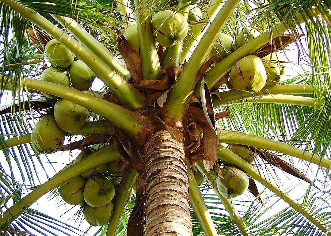 LA NOIX DE COCO… 1000 UTILISATIONS ET UN BIENFAIT DE LA NATURE…