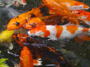 LE BIBERON AUX CARPES KOÏ...