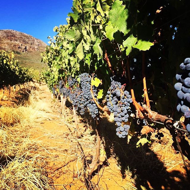 Picking #cabernetsauvignon from a young block in our #elevation393 vineyard