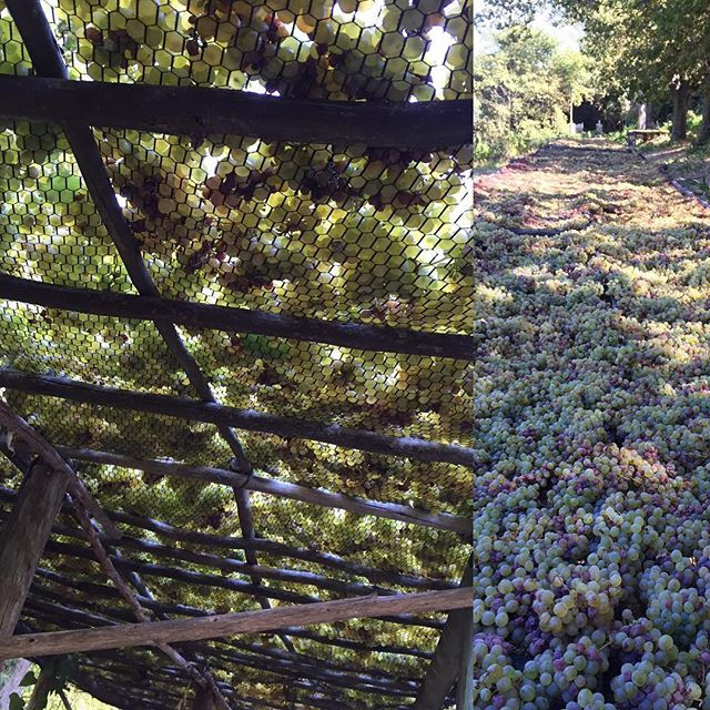 Our racks are full of #cheninblanc for our #strawwine 4 tons will produce 3 barrels if the weather plays along #harvest2017 looking good