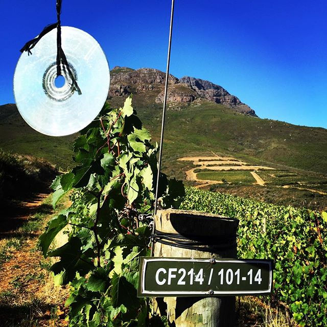 Now for a little #cabernetfranc bling #keermontvineyards #harvest2017 #upperblaauwklippenvintners #stellenbosch #helderbergmountain #winesof