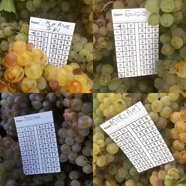 Let's not forget all those who handpick our grapes