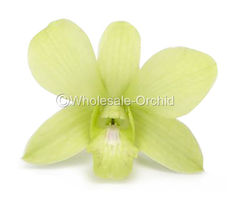 APG apple green 0 ok.jpg