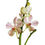 Thumbnail: Mokara White Orchid Fresh Cut Flowers