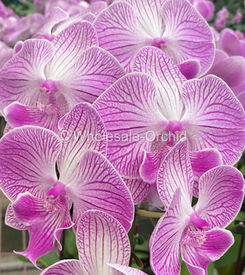 04 phalaen cerise vein 1.jpg