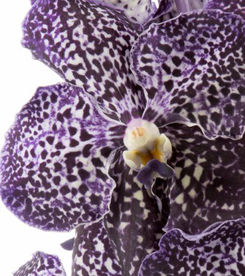 Vanda Sunanda Jeff Leatham- AC2.jpg