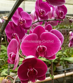 02 phalaen PUR2_.jpg