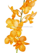 dendro DYED-bwf ORANGEn3.jpg