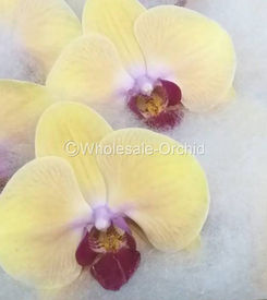 phalaen ORANGE - LY2 -.jpg