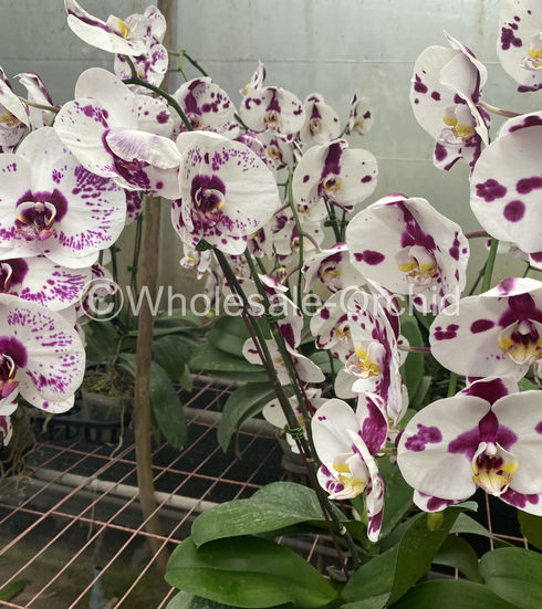 phal harlequin.JPG