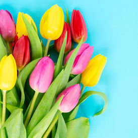 tulip.jpg