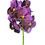 Thumbnail: Vanda Purple Orchid Fresh Cut Flowers