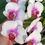 Thumbnail: Phalaenopsis White Red Lips Orchid Fresh Cut Flowers