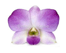 LKP LUCKY PINK 1 800.jpg