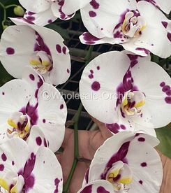 05 phalaen harlequin dot.jpg