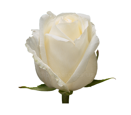 White_Chocolate TGM W.png