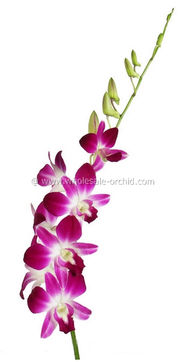 dendrobium sonia 3.jpg