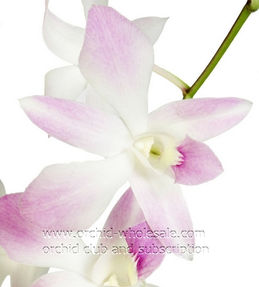 dendrobium miss teen.jpg
