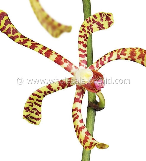 aranthera Maggei Oei.jpg