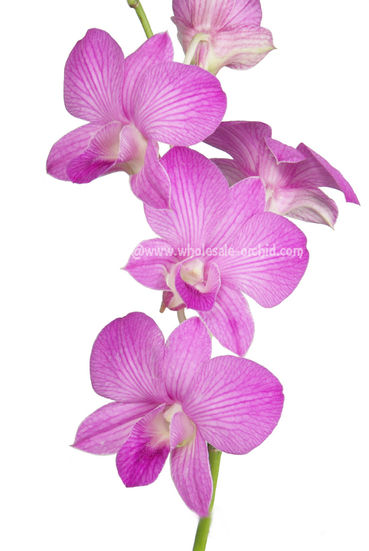 candy sweet lai sirin 2.jpg