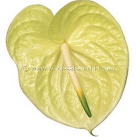 anthurium Marysia.jpg