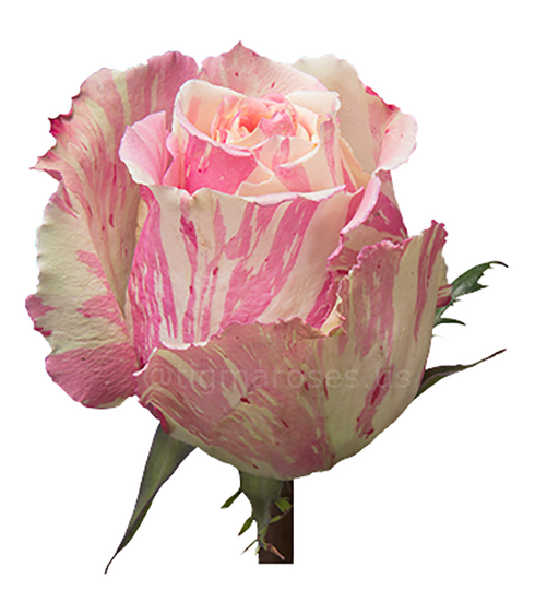 Fiesta TGM W show.png