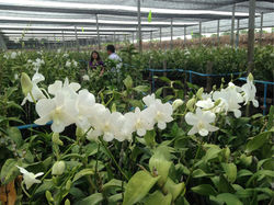 thai orchid 3