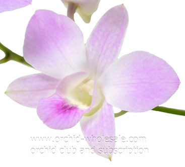 Sasha dendrobium 1.jpg