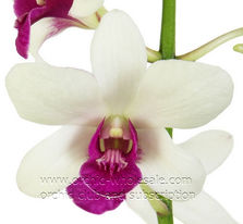 dendrobium princess crown.jpg