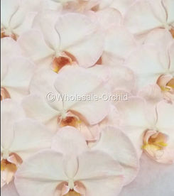 PHALAEN - DYED SEPIA 3.jpg