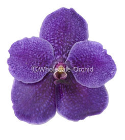 VDRBB VANDA ROBERT BLUE.jpg