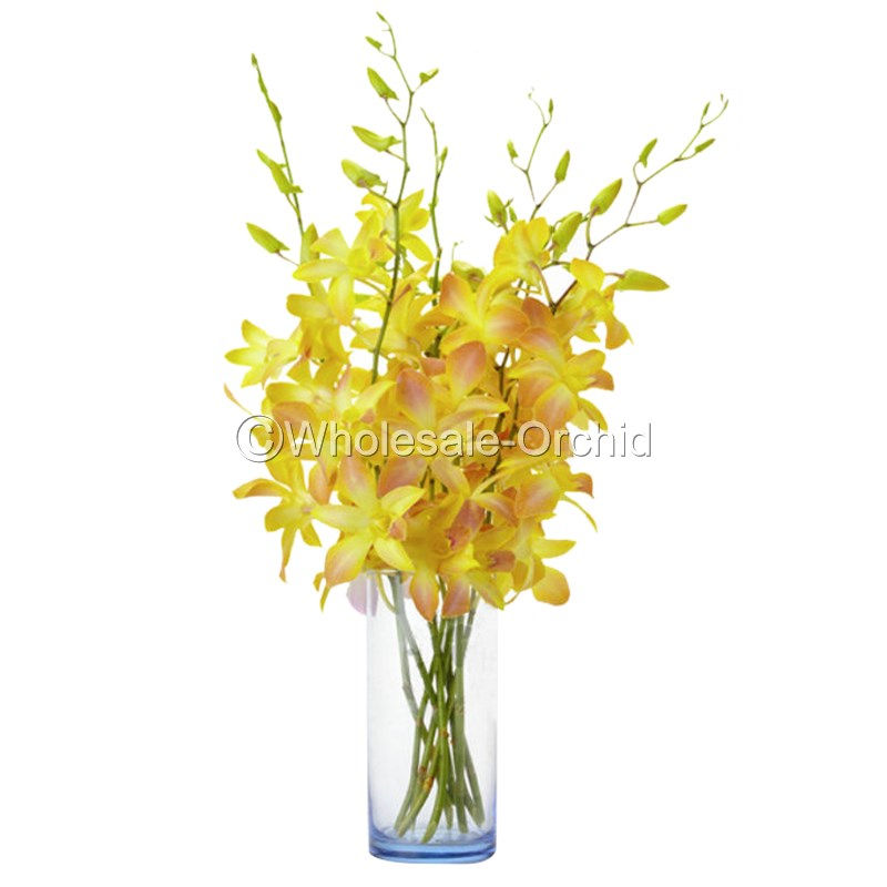 Dendrobium Miss Teen DYED Yellow Orchid Fresh Cut Flowers