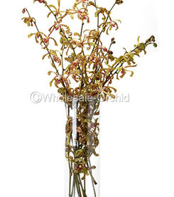 MAG maggie oei-3 show.jpg