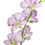 Thumbnail: Dendrobium Candy Sweet Stripe Lai Orchid Fresh Cut Flowers