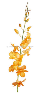 dyed orange big white form 4.jpg