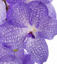 Vanda Kanchana Angelite view AC.jpg