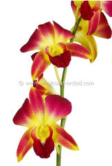 dyed yellow sonia--2.jpg