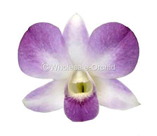 SGP SUGAR PINK 1 800.jpg