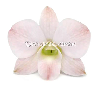 BGP BIG PEACH 1 ok.jpg