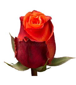 HighIntense TGM W.png