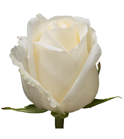 White_Chocolate TGM W show.png