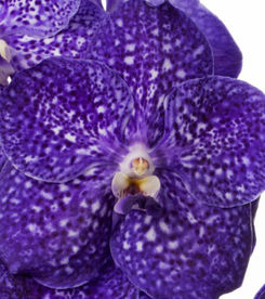 Vanda Nitaya Tweed Blue VIEW AC.jpg