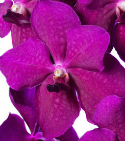 Vanda Nitaya Raspberry Cerise VIEW AC.jpg