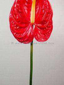 anthurium tropical_.jpg