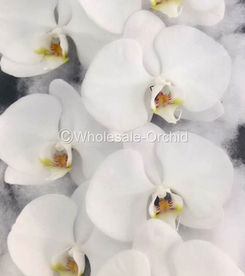 01 phalaen WHITE yellow lips -.jpg