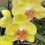 Thumbnail: Phalaenopsis Yellow Orchid Fresh Cut Flowers
