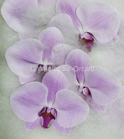 PHALAEN - L PINK 1.jpg